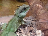 Iguana 1